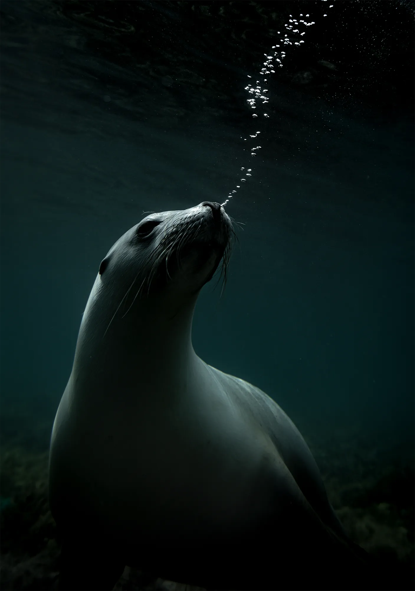 Marine life in low available light, cold southern Australian water — Matt Bagley