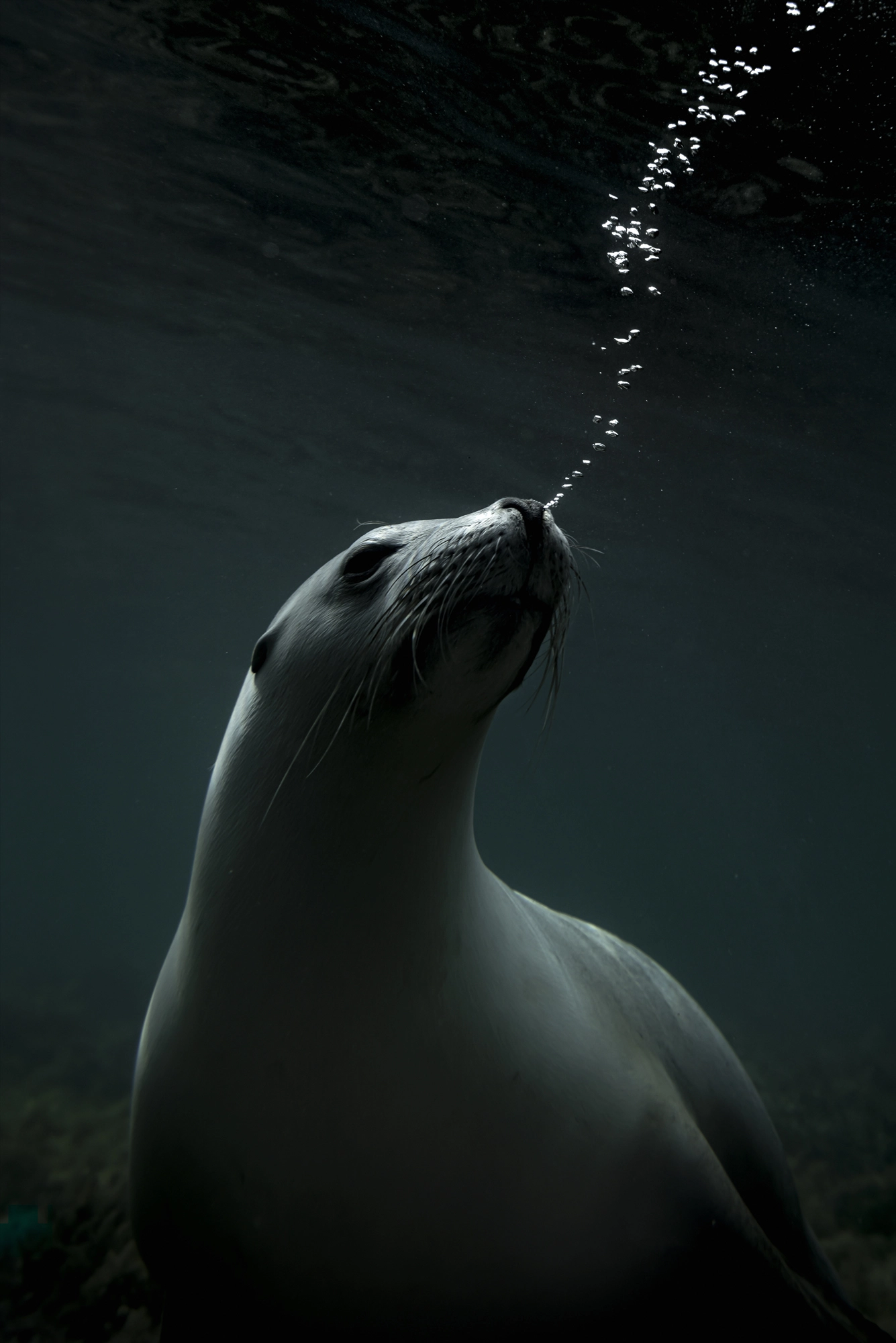 Australian fur seal ascending, breath trail, Port Lincoln, South Australia — Matt Bagley