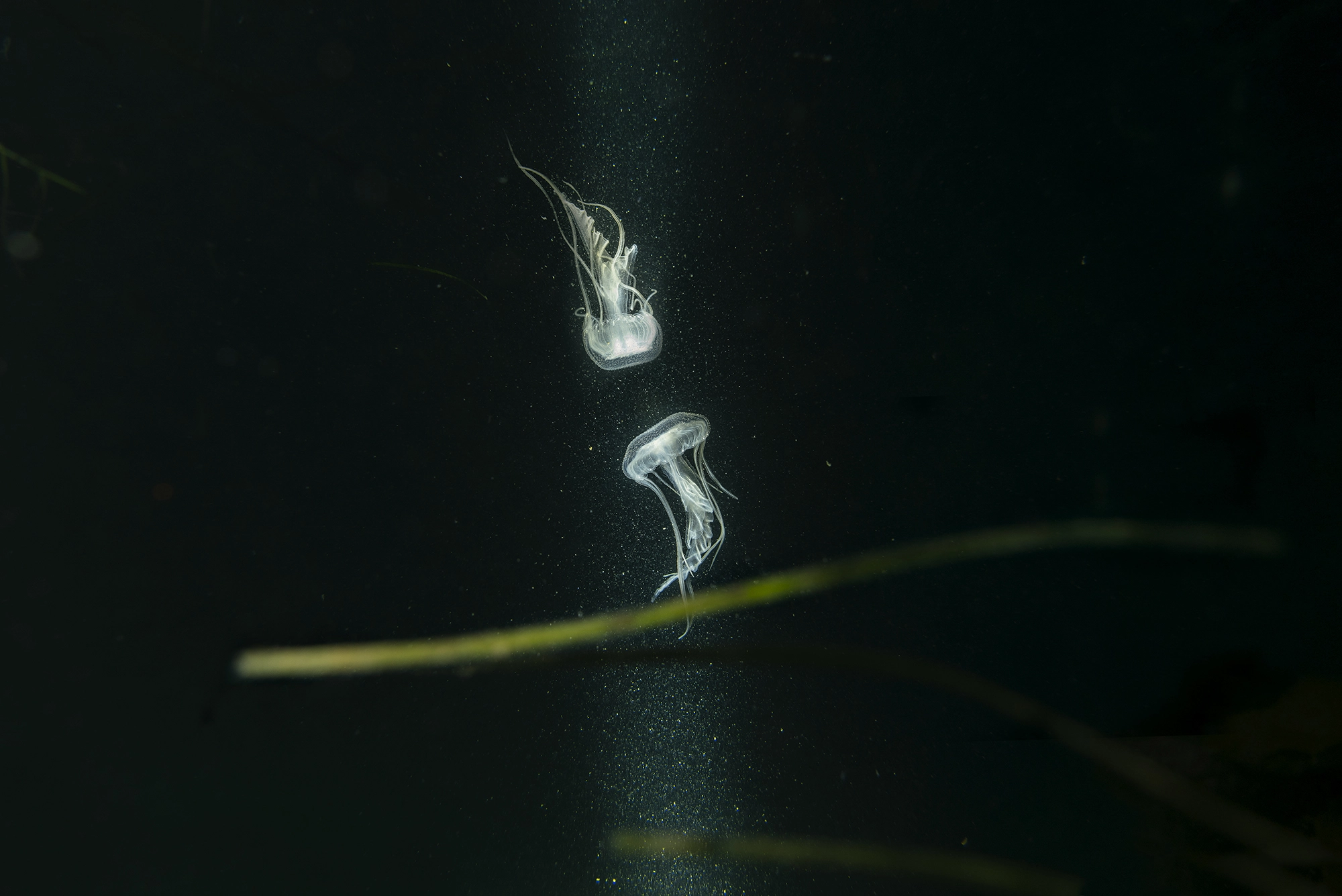 Jellyfish in ocean current, Port Phillip Bay, Victoria — Matt Bagley