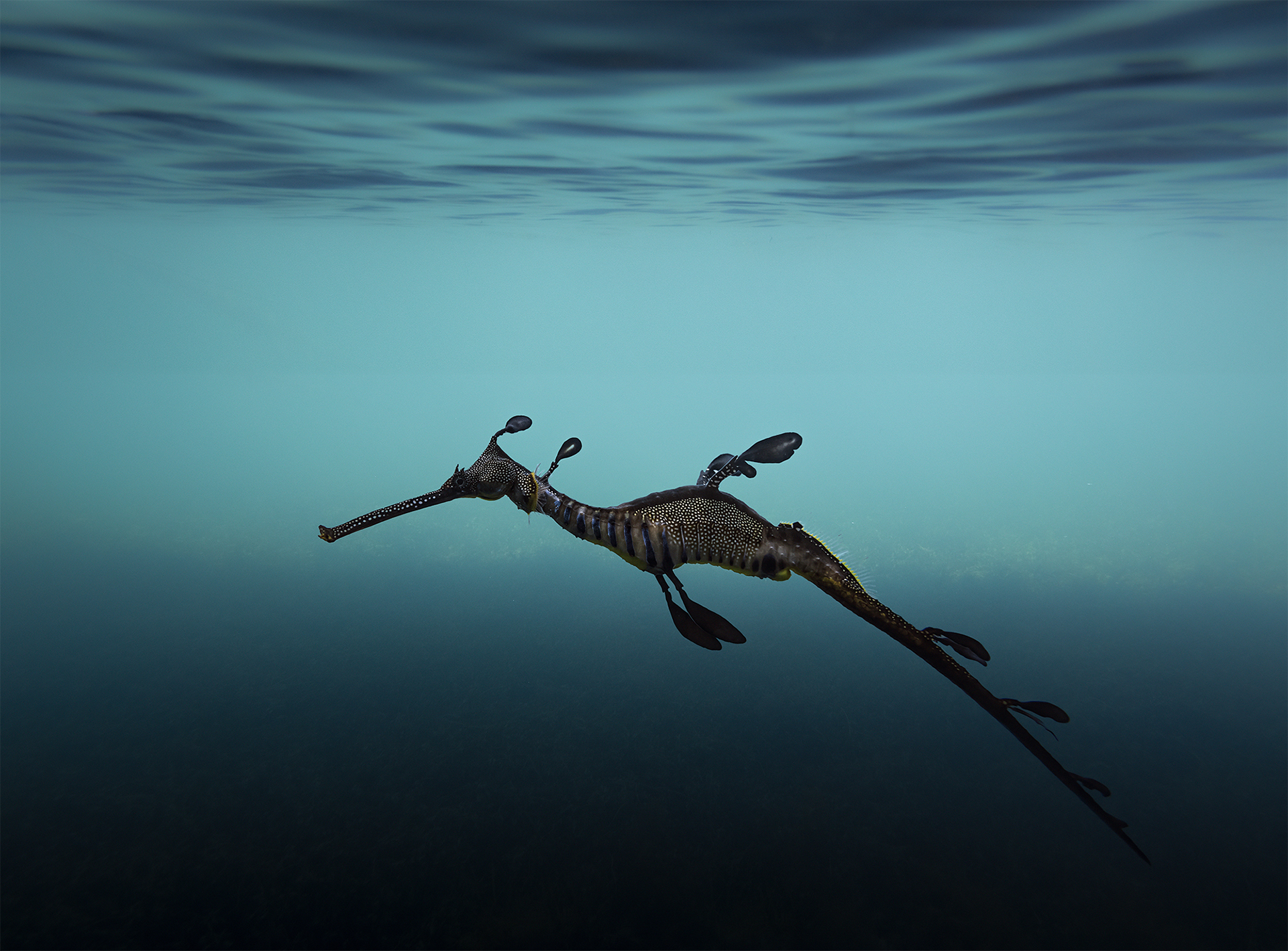 Weedy sea dragon, Flinders Pier, Victoria — Matt Bagley