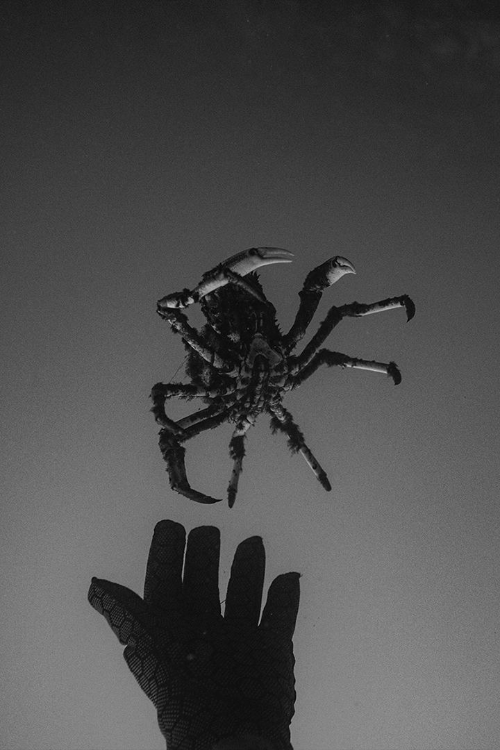Spider crab above an outstretched hand, black and white underwater photograph, Victoria — Matt Bagley