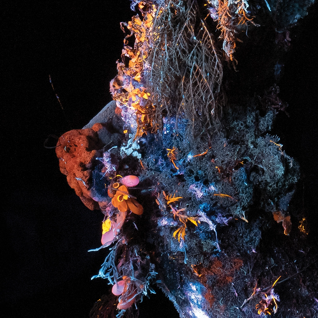 Tyre reclaimed by fluorescing marine growth under UV light, wide view, San Remo, Victoria — Matt Bagley