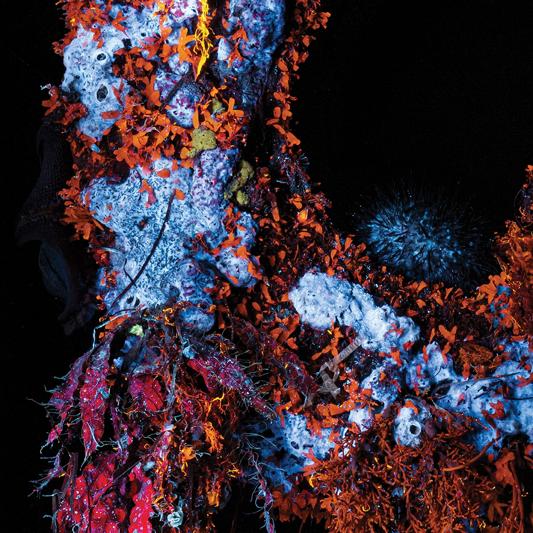 Detail of tyre reclaimed by fluorescing marine growth under UV light, San Remo, Victoria — Matt Bagley
