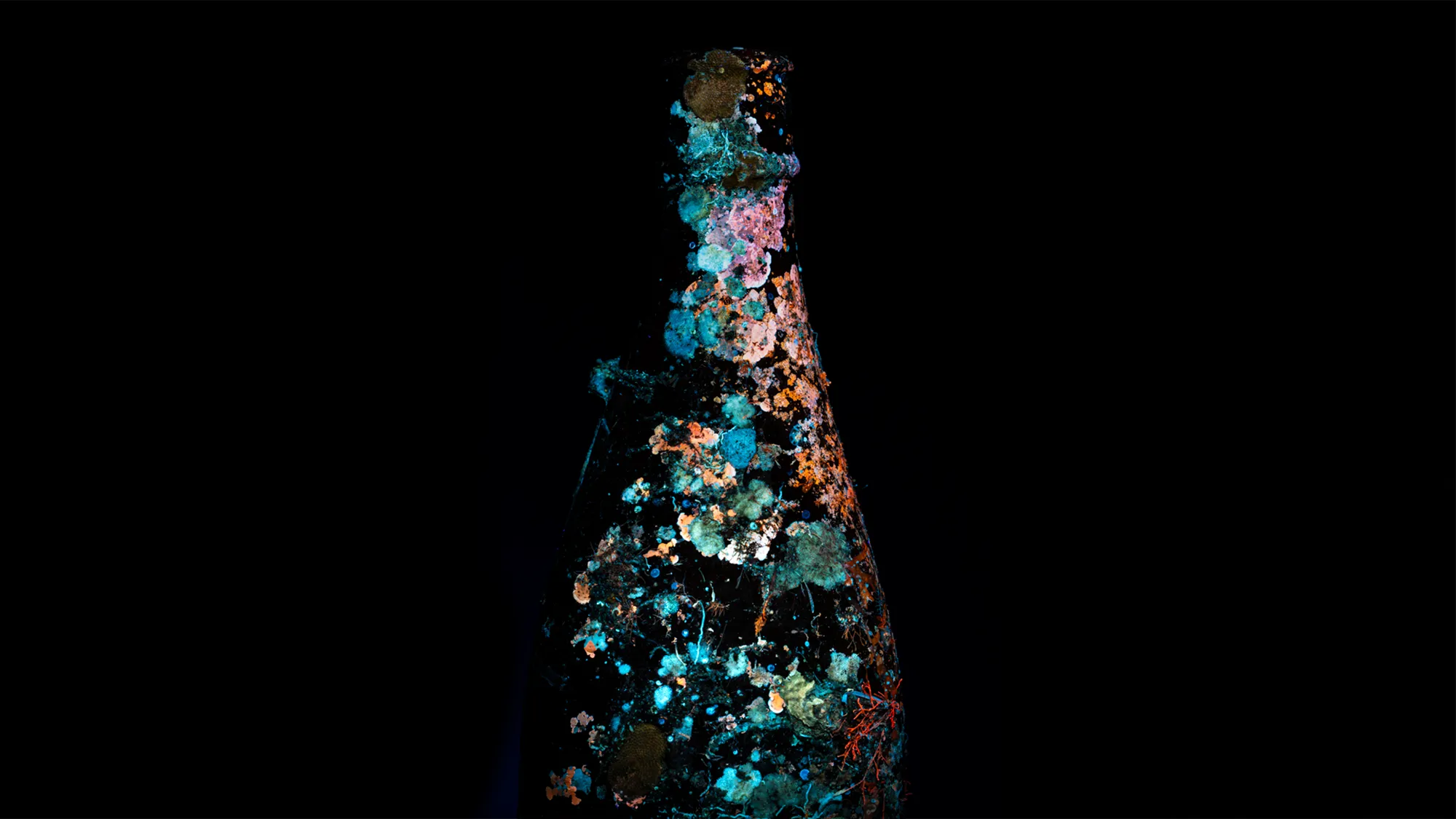 Bottle reclaimed by fluorescing marine growth under UV light, San Remo, Victoria — Matt Bagley