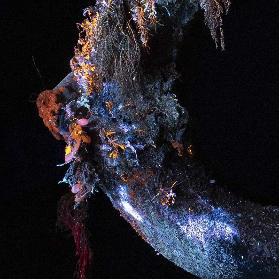 Submerged debris fluorescing under UV light, Unseen collection, San Remo, Victoria — Matt Bagley
